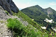27 Dal sent. 244 con pulsatilla alpina sukfurea vista in Cima Foppazzi e Grem